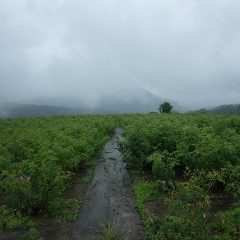 収穫が終わった梅雨空のローズ畑