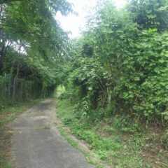 畑の管理をする前に農道の草刈り作業は欠かせません