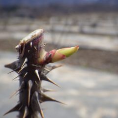 新芽に冷害は出ていない様でひと安心