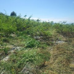 除草した後は夥しい量の雑草が残っています