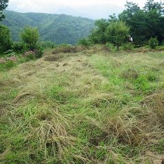 今年の梅雨は毎日のように雨が降り、なかなか作業が出来ず収穫を終えたカモマイル・ジャーマン畑は叢と化してしまいました