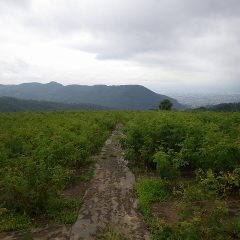 雨が降ったり、止んだりのローズ畑