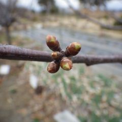 サクランボの蕾が膨らみ始めました