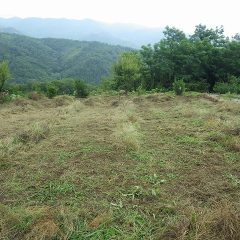 取り急ぎ生え放題の雑草を刈り取りました