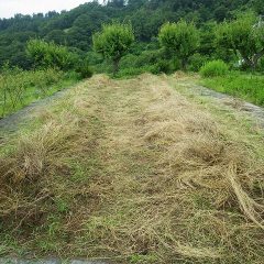 それにしても物凄い雑草の量です