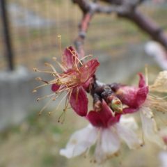 アプリコットの花は冷たい雨に打たれて散っています