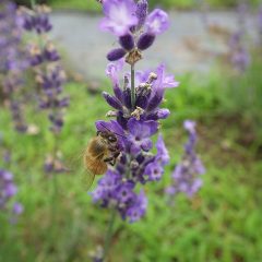 刈り取られる前に蜜を集めようとミツバチさん達も必死にしがみ付いて蜜を集めています