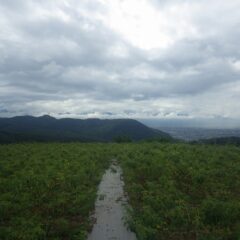 朝から厚い雲が垂れ込めた農場のローズ畑
