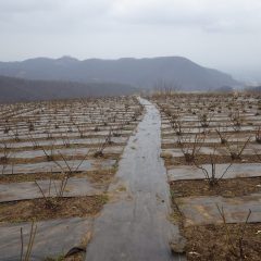 農場のローズ畑には冷たい雨が降っています