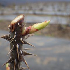 伸び始めたローズの芽はじっと耐えています