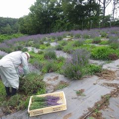 ラベンダーの香りに包まれながら収穫作業をしています