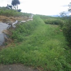 ローズ畑の通路の草刈り作業も行いました