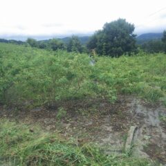 引き続きローズ畑の除草作業もしています