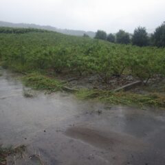 雨は本降りになり本日の作業は終了となりました
