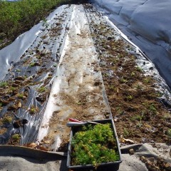 続きを植えて行きます