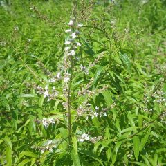 レースの様な清楚なレモンバーベナの花も咲き始めました