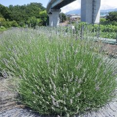 ラベンダー・スーパーの花穂が色付き始めました