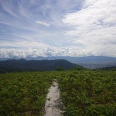 秋雲の奥にもくもくと湧き上がる積乱雲が見える農場のローズ畑