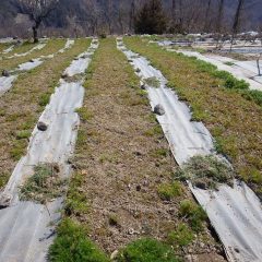 除草作業開始