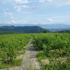 梅雨の晴れ間、夏の日差しが降り注ぐローズ畑