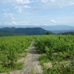 梅雨の晴れ間、夏の日差しが降り注ぐローズ畑