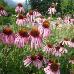 夏の花、エキナセアも満開になっています