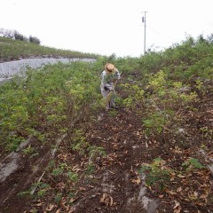 除草した草と落ち葉を片付けます