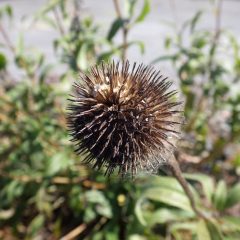 種の出来た剣山の様な花頭