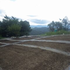 種を蒔き終わるのを待っていたかの様に雨が降り出しました