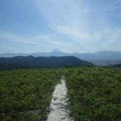 今日も真夏日になったローズ畑から久し振りに富士山の姿が見えました