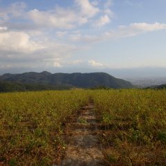 夏の様な陽射しのローズ畑