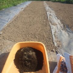 今回も培養土に種を混ぜて畑全体に蒔いて行きます