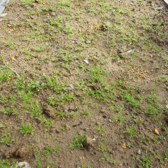 良く陽の当たる場所は発芽も良く本葉も大きく育っています