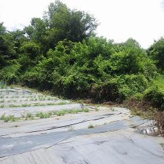 収穫や雨続きで畑の周りの雑草や雑木が畑まで迫って来てしまいました