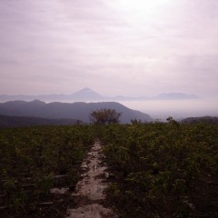 朝靄に浮かぶ富士山