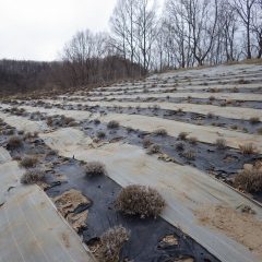 ラベンダー畑の剪定が無事に完了しました