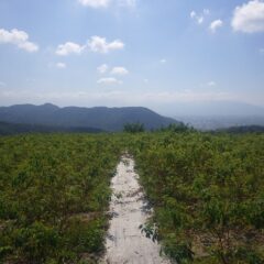 今日も真夏日になったローズ畑