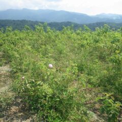 秋に二番花を咲かせているダマスクローズを見つけました