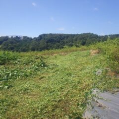草刈り作業開始