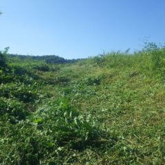 背丈ほどの雑草が壁のように立ちはだかります
