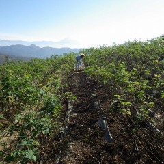 ローズ畑の除草した草や落ち葉の片付け作業