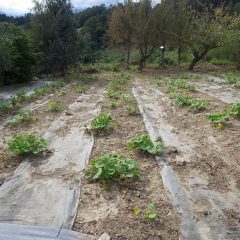 除草が終わって綺麗になったブラックマロウ畑