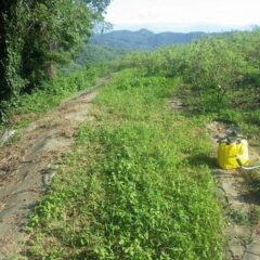 こちら側のローズ畑脇の草刈り作業開始