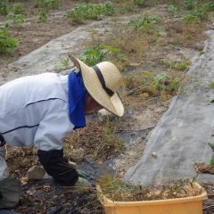 農場ではブラックマロウ畑の除草作業が進んでいます