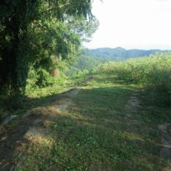 本日の草刈り作業終了