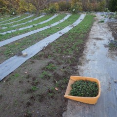 一列の除草終了