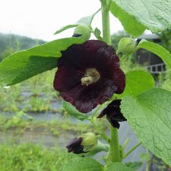 雨の中で咲くブラックマロウ