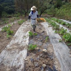 除草した草を畑の外へ運び出して作業終了