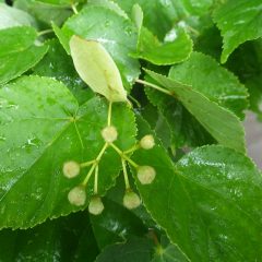 リンデンに蕾が出来始めていました