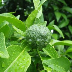 夏至と小暑の狭間で